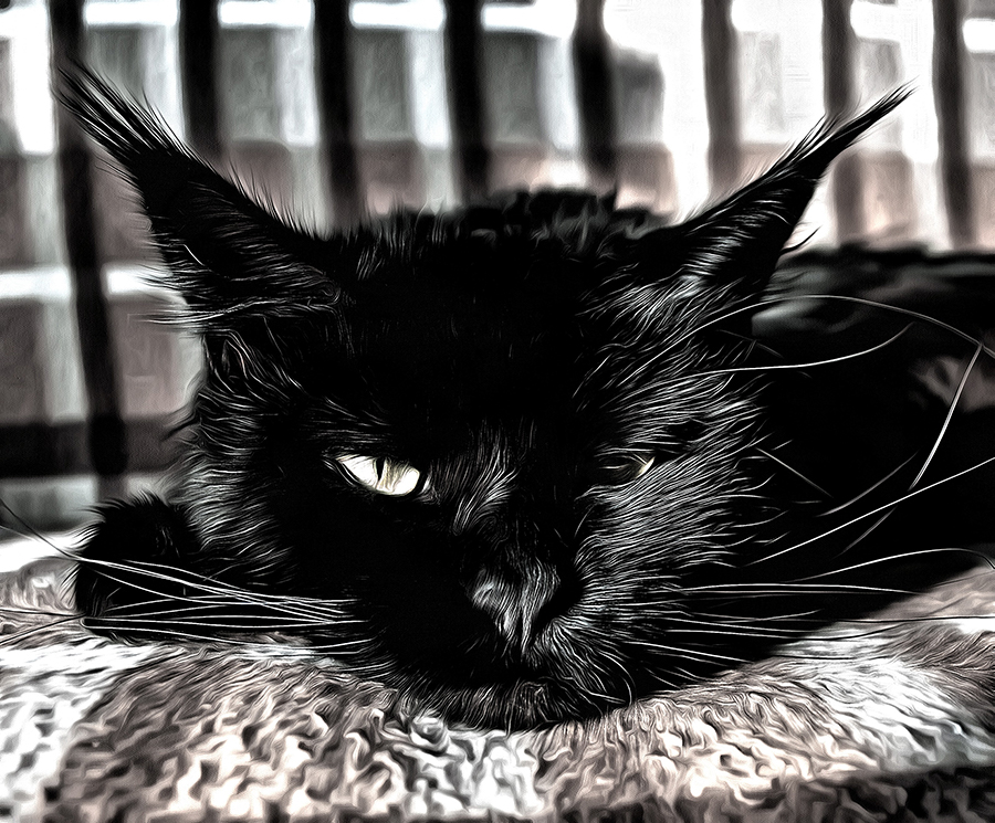 Вход на сайт blackcoon.ru